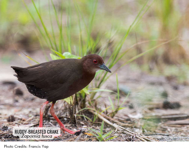 Ruddy-breasted Crake (Zapornia fusca)